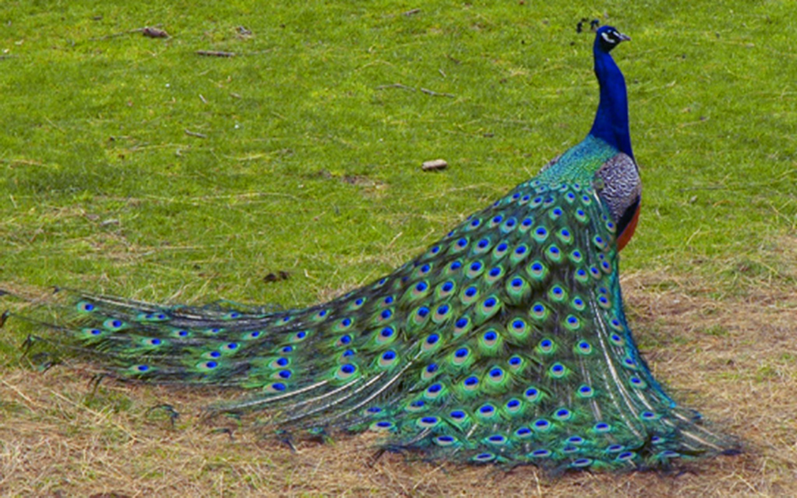 Peacock